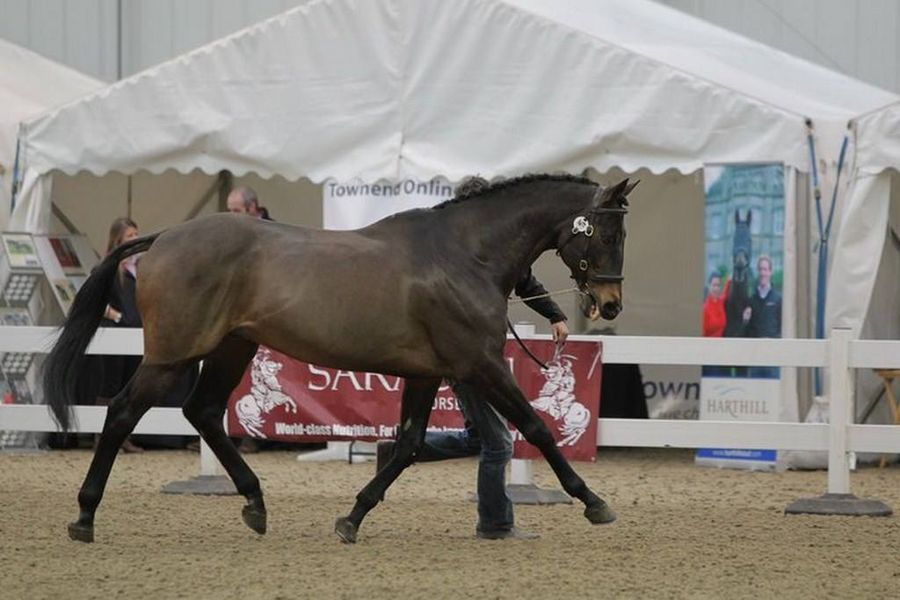 Power Blade - Thoroughbred Sport Horse Stallion